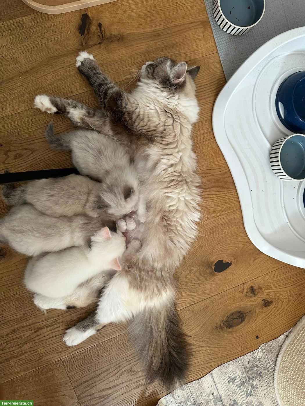 Bild 5: 2 liebevolle Katzenschwestern, Heilige Birma x Neva Masquerade
