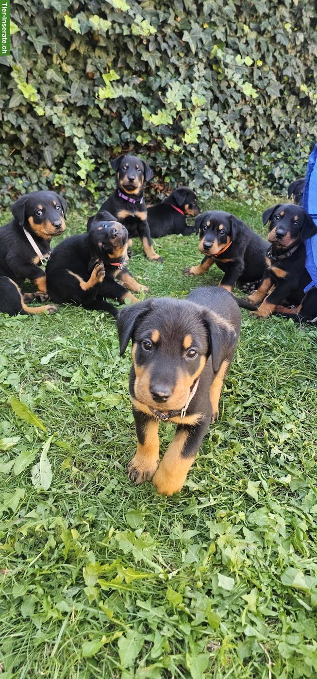 Beauceron Welpen suchen ihr passendes Zuhause