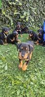 Beauceron Welpen suchen ihr passendes Zuhause