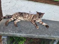 Kater und Kätzin zu verkaufen
