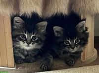 Maine Coon Kitten suchen ihr Plätzli