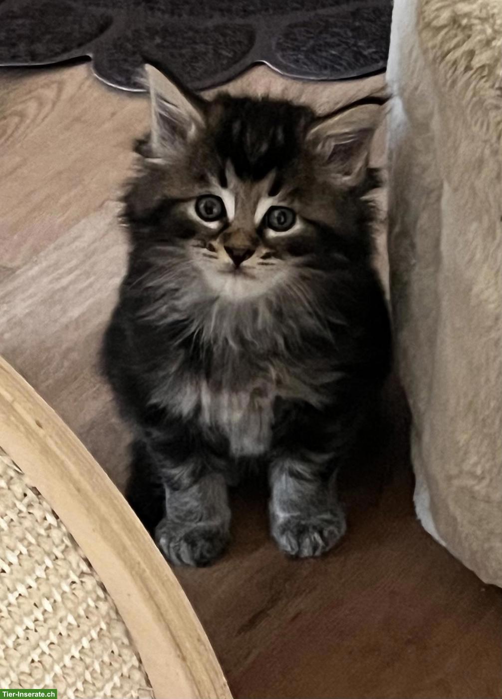 Bild 2: Maine Coon Kitten suchen ihr Plätzli
