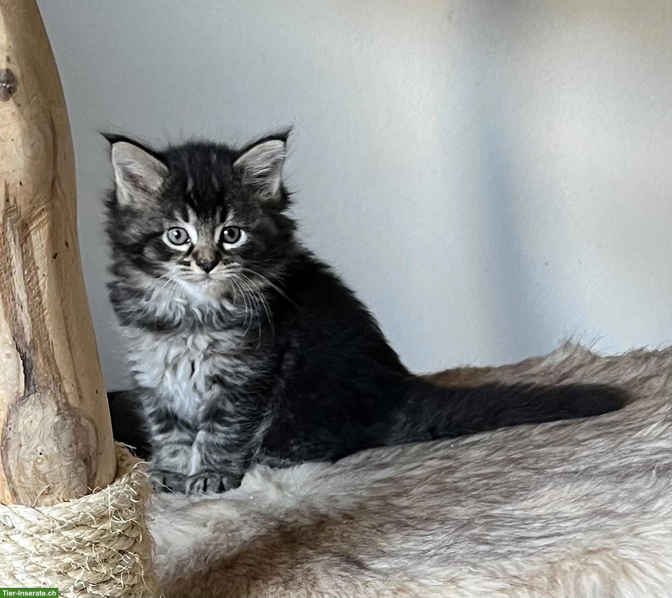 Bild 3: Maine Coon Kitten suchen ihr Plätzli