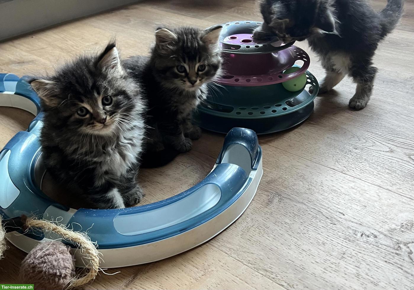 Bild 4: Maine Coon Kitten suchen ihr Plätzli