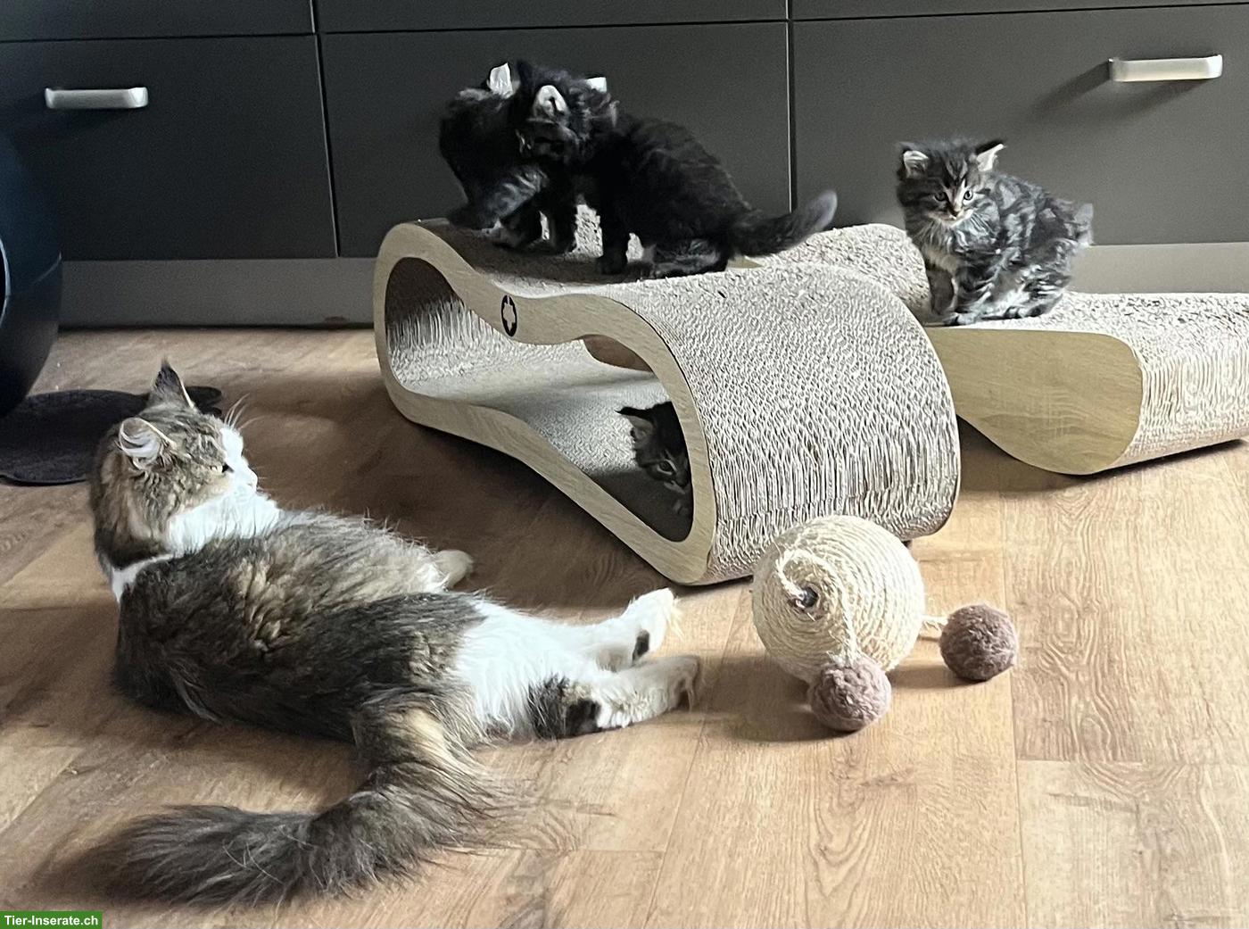 Bild 5: Maine Coon Kitten suchen ihr Plätzli