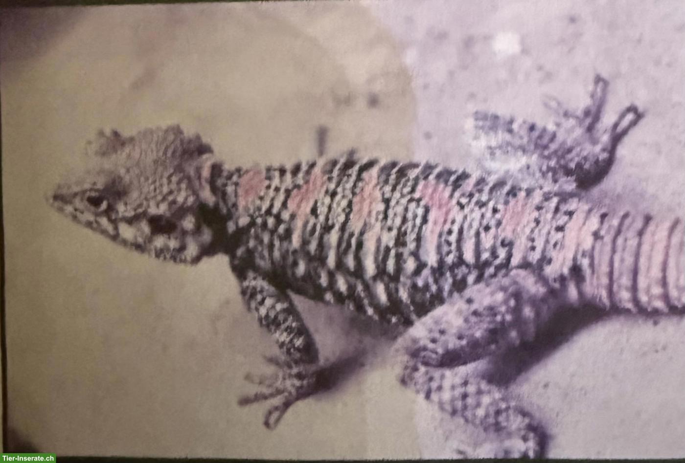 Schleuderschwanzagame (Laudakia stellio salehi)