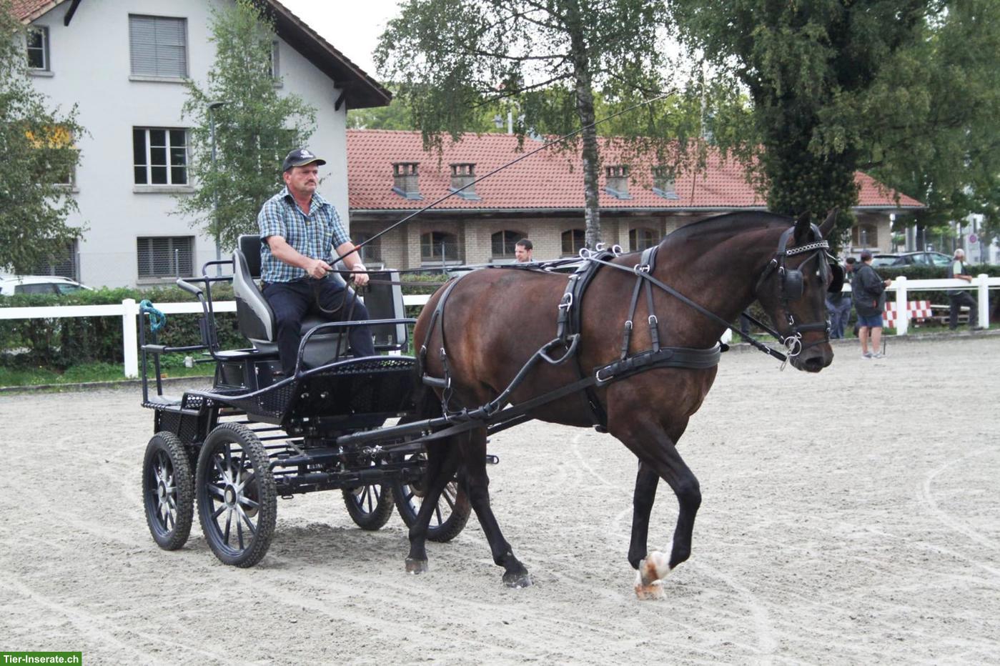 Bild 3: Charakterstarke, sehr vertraute Freiberger Stute, geritten & gefahren