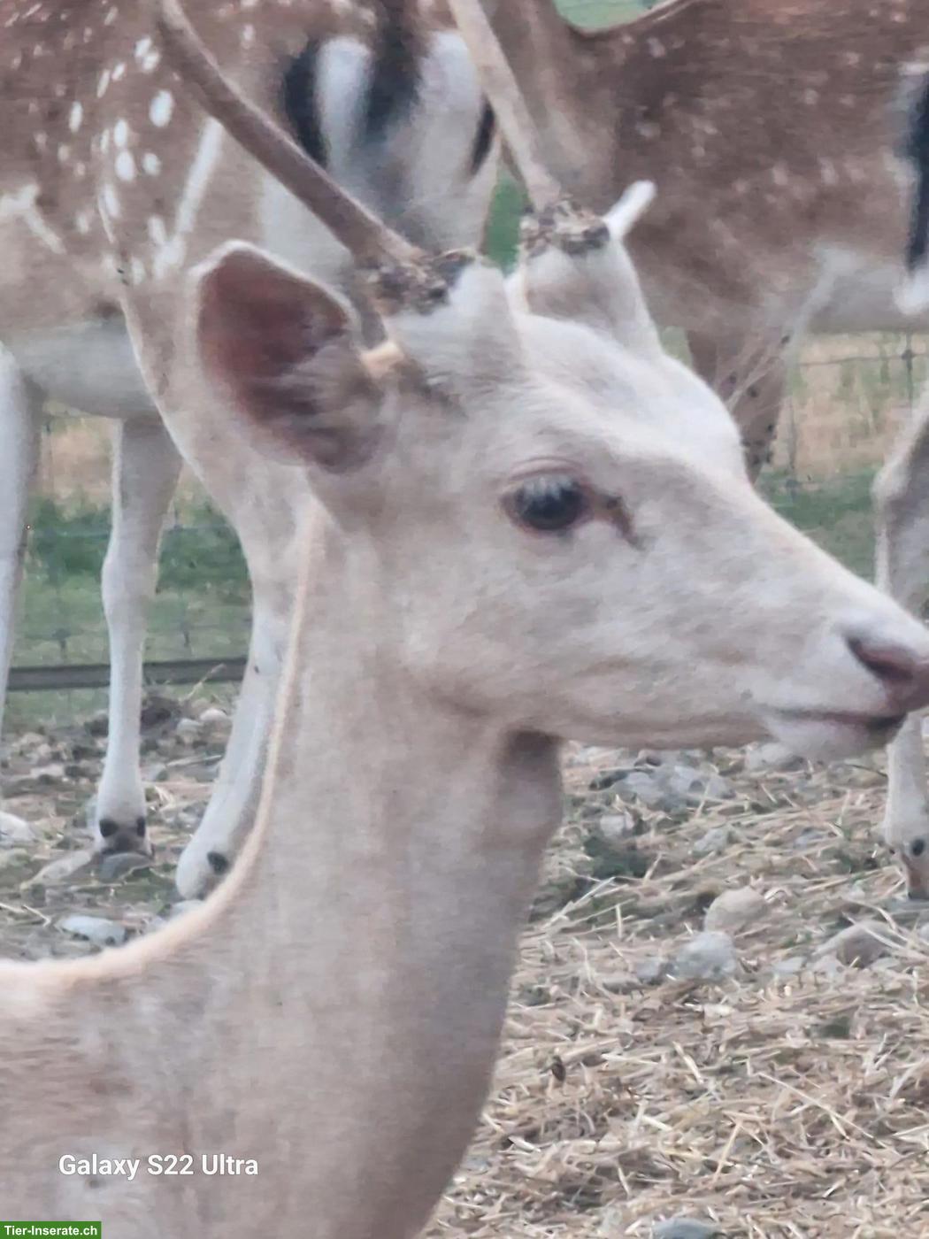 Hirsch Stiere von der Frohburg Bio zu verkaufen