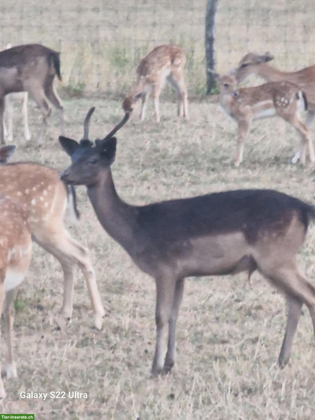 Bild 2: Hirsch Stiere von der Frohburg Bio zu verkaufen