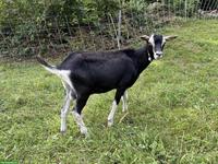 Junger Strahlenziegen Bock, 5 Monate alt, hornlos