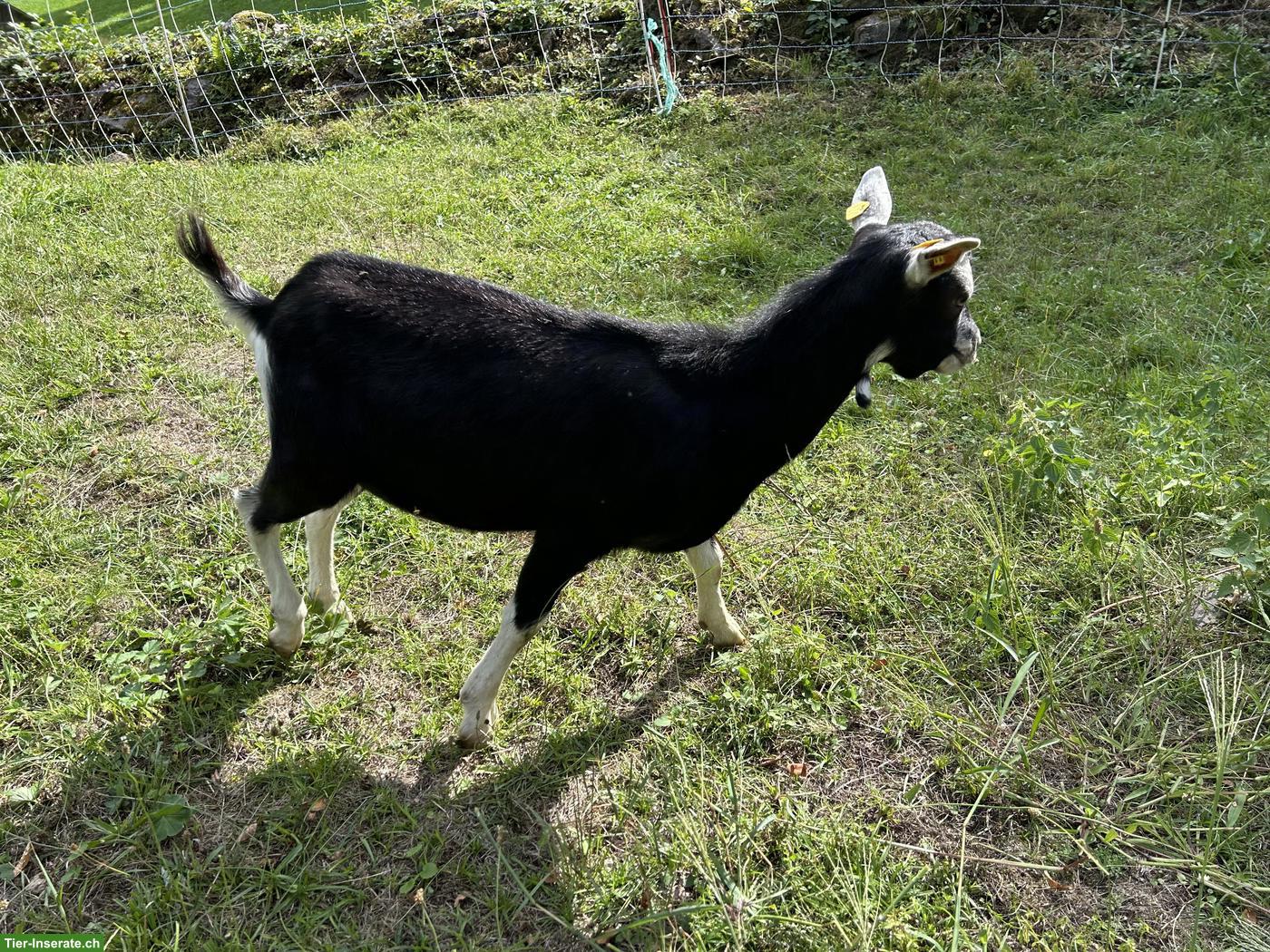 Bild 2: Junger Strahlenziegen Bock, 5 Monate alt, hornlos