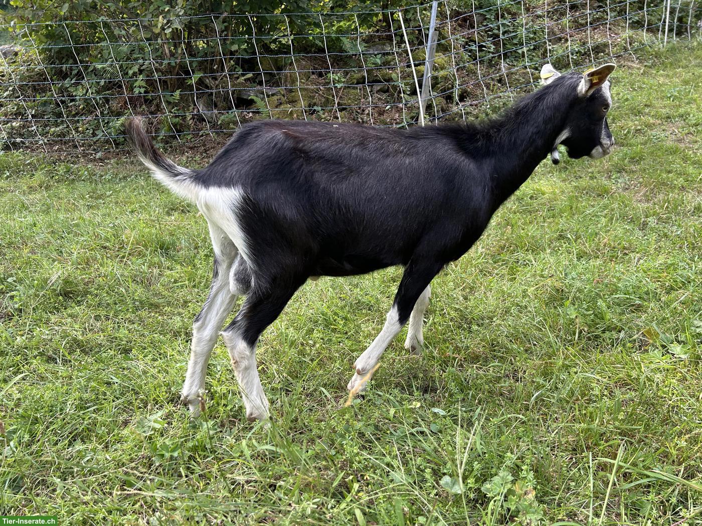 Bild 3: Junger Strahlenziegen Bock, 5 Monate alt, hornlos