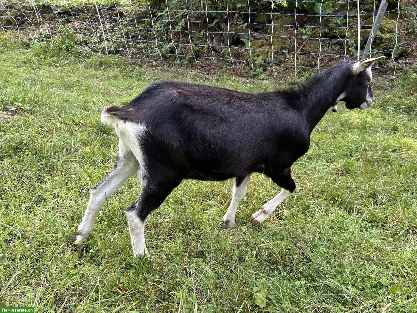 Bild 4: Junger Strahlenziegen Bock, 5 Monate alt, hornlos