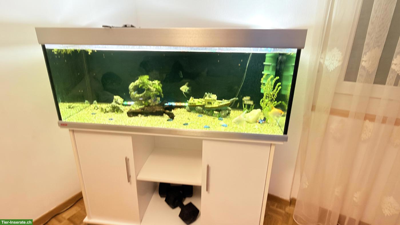 Bild 2: 350L Aquarium Komplettset - ca. 15+ Fische, Unterschrank & Zubehör 🐠