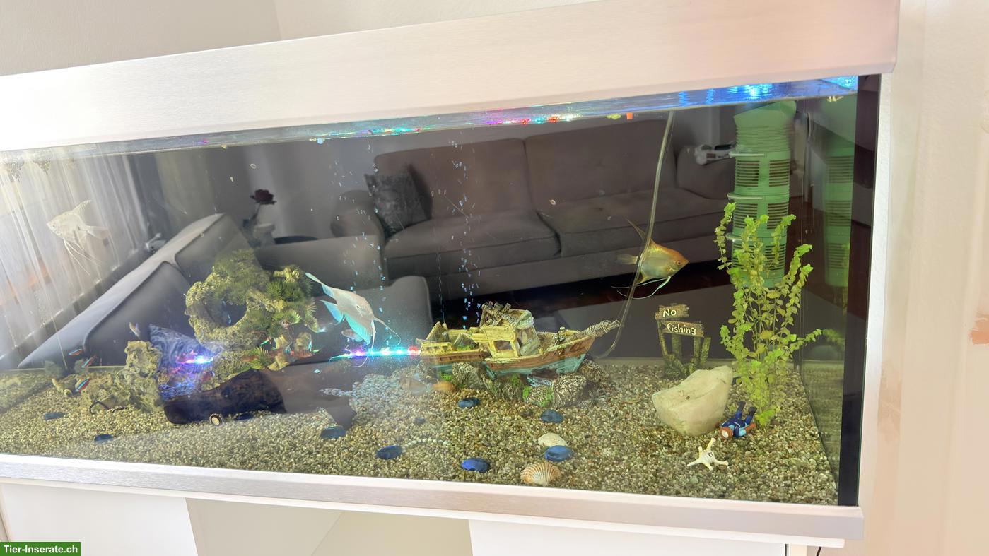 Bild 3: 350L Aquarium Komplettset - ca. 15+ Fische, Unterschrank & Zubehör 🐠