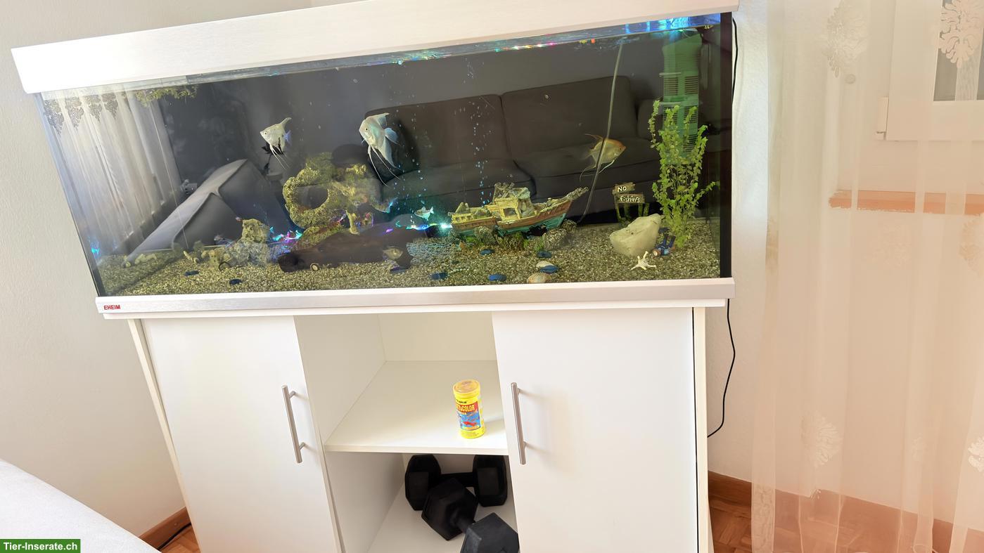 Bild 4: 350L Aquarium Komplettset - ca. 15+ Fische, Unterschrank & Zubehör 🐠