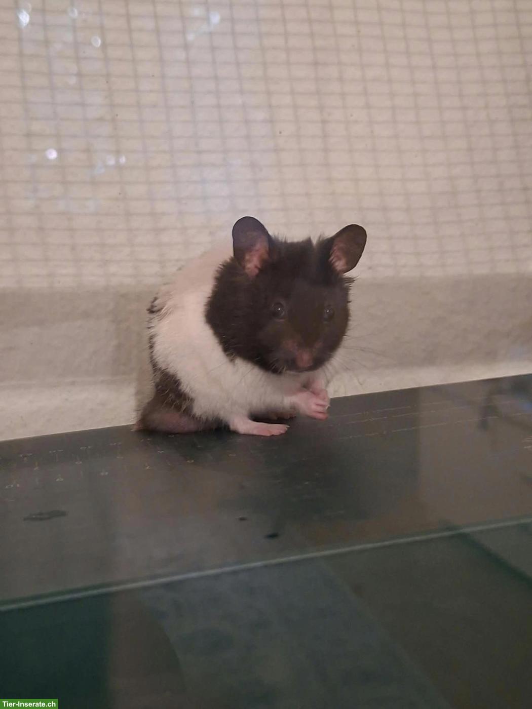 Bild 2: Junger Goldhamster zu verkaufen