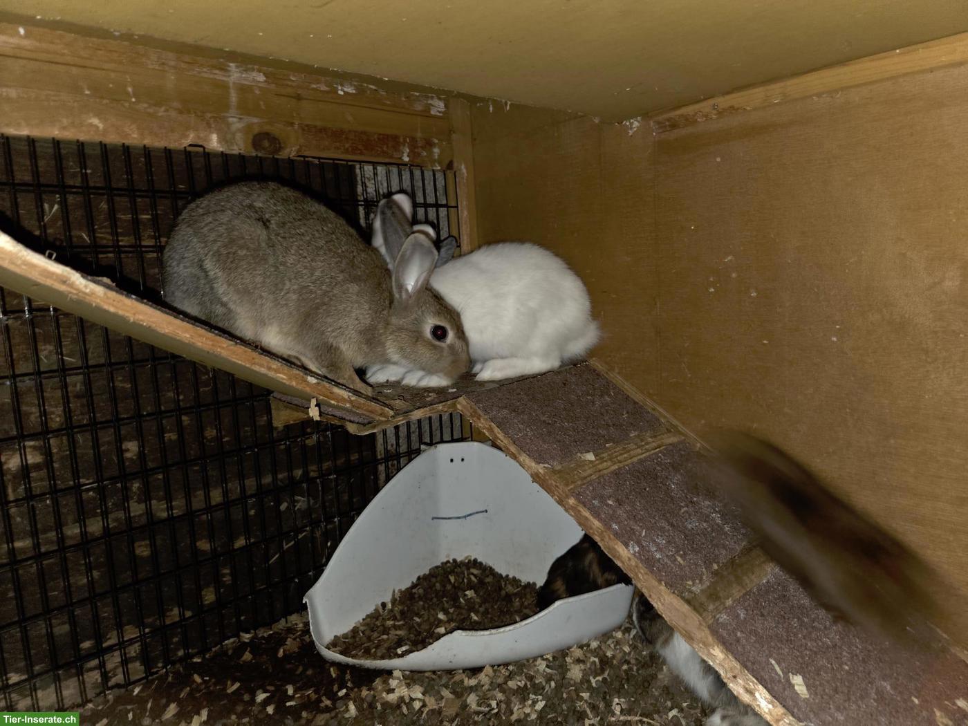 Kaninchen zu verkaufen