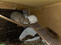 Kaninchen zu verkaufen