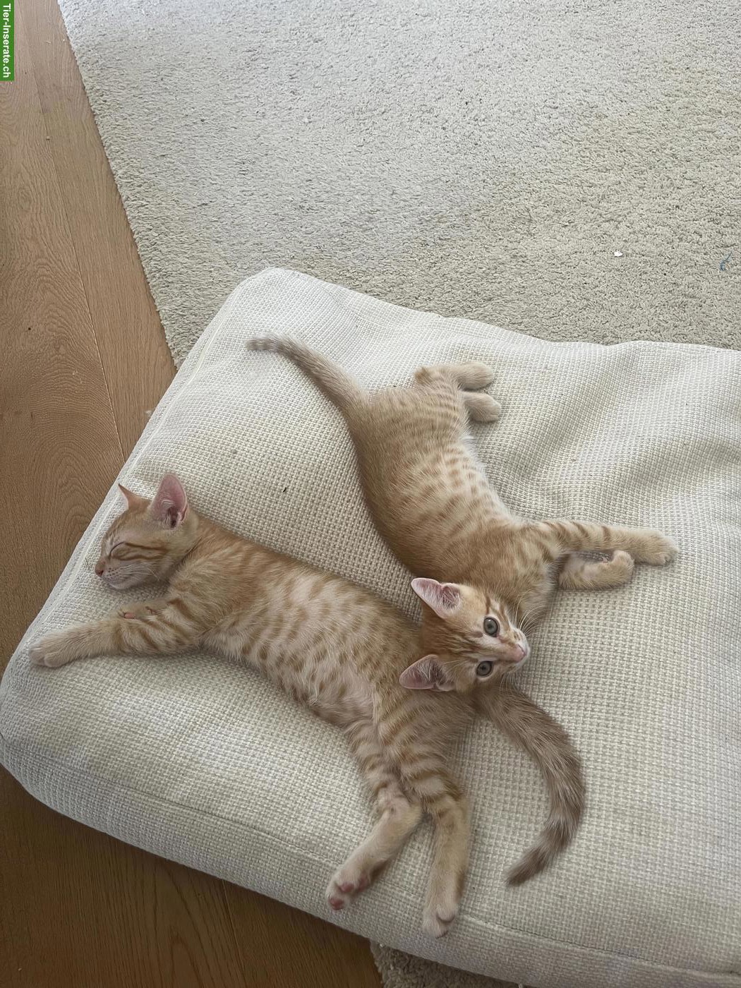 2 junge rote / blonde Kater suchen schönes, liebevolles Zuhause