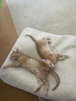 2 junge rote / blonde Kater suchen schönes, liebevolles Zuhause