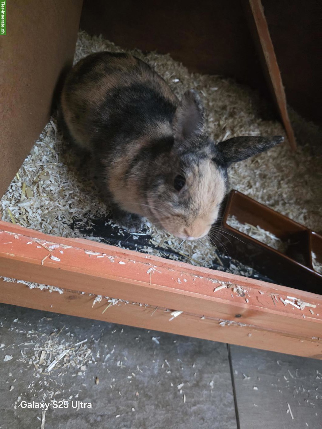 2 Zwergkaninchen mit Stall zu verkaufen