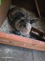 2 Zwergkaninchen mit Stall zu verkaufen