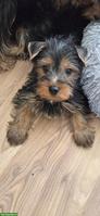 Yorkshire Terrier Welpe Chanel sucht neue Zuhause