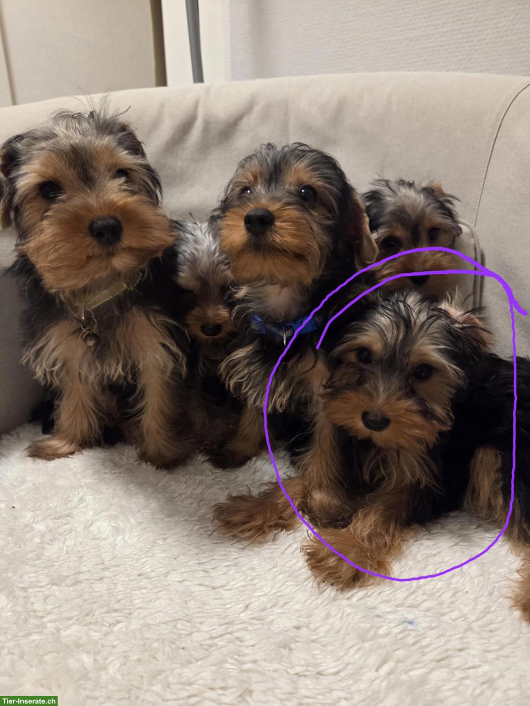 Bild 10: Yorkshire Terrier Welpe Chanel sucht neue Zuhause