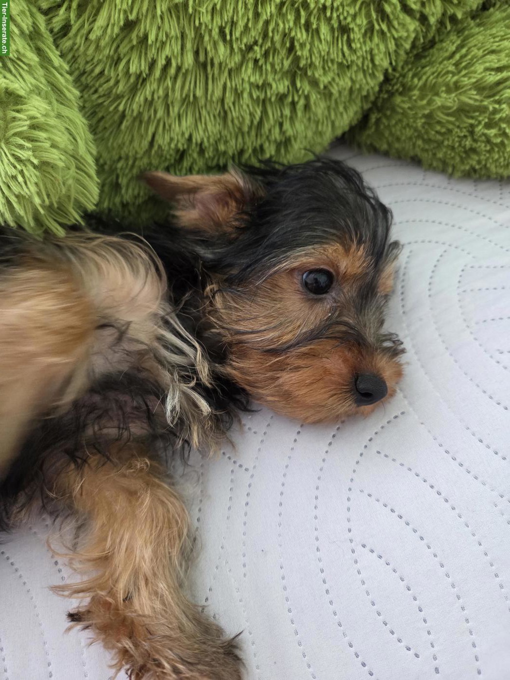 Bild 2: Yorkshire Terrier Welpe Chanel sucht neue Zuhause