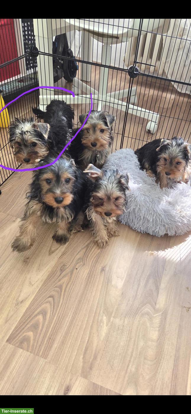 Bild 3: Yorkshire Terrier Welpe Chanel sucht neue Zuhause