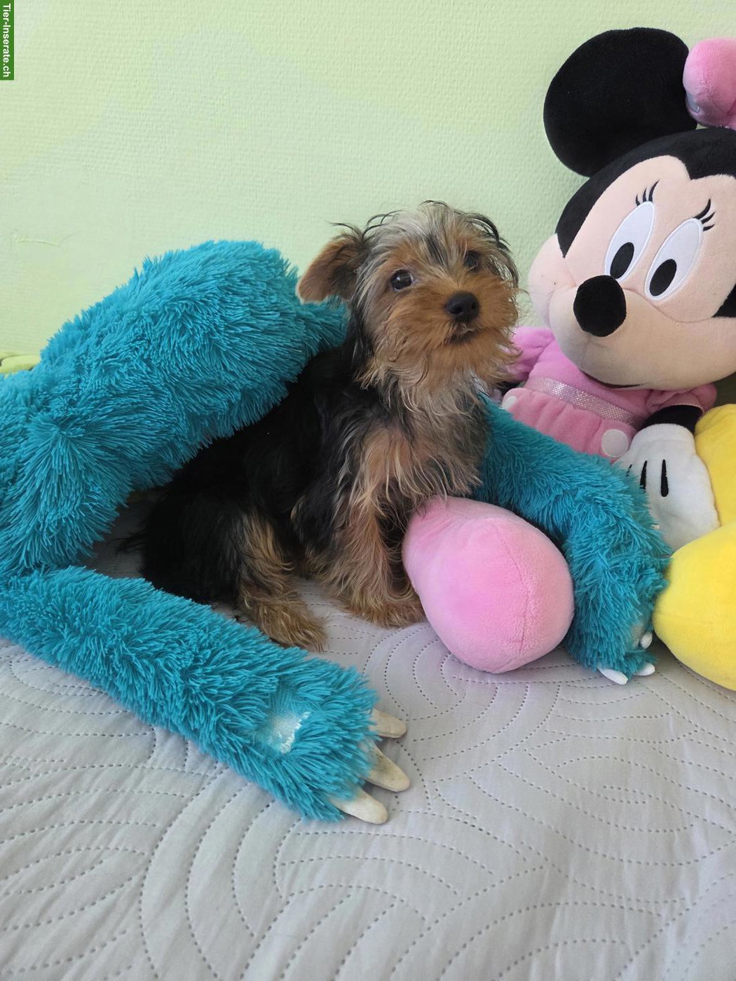 Bild 4: Yorkshire Terrier Welpe Chanel sucht neue Zuhause