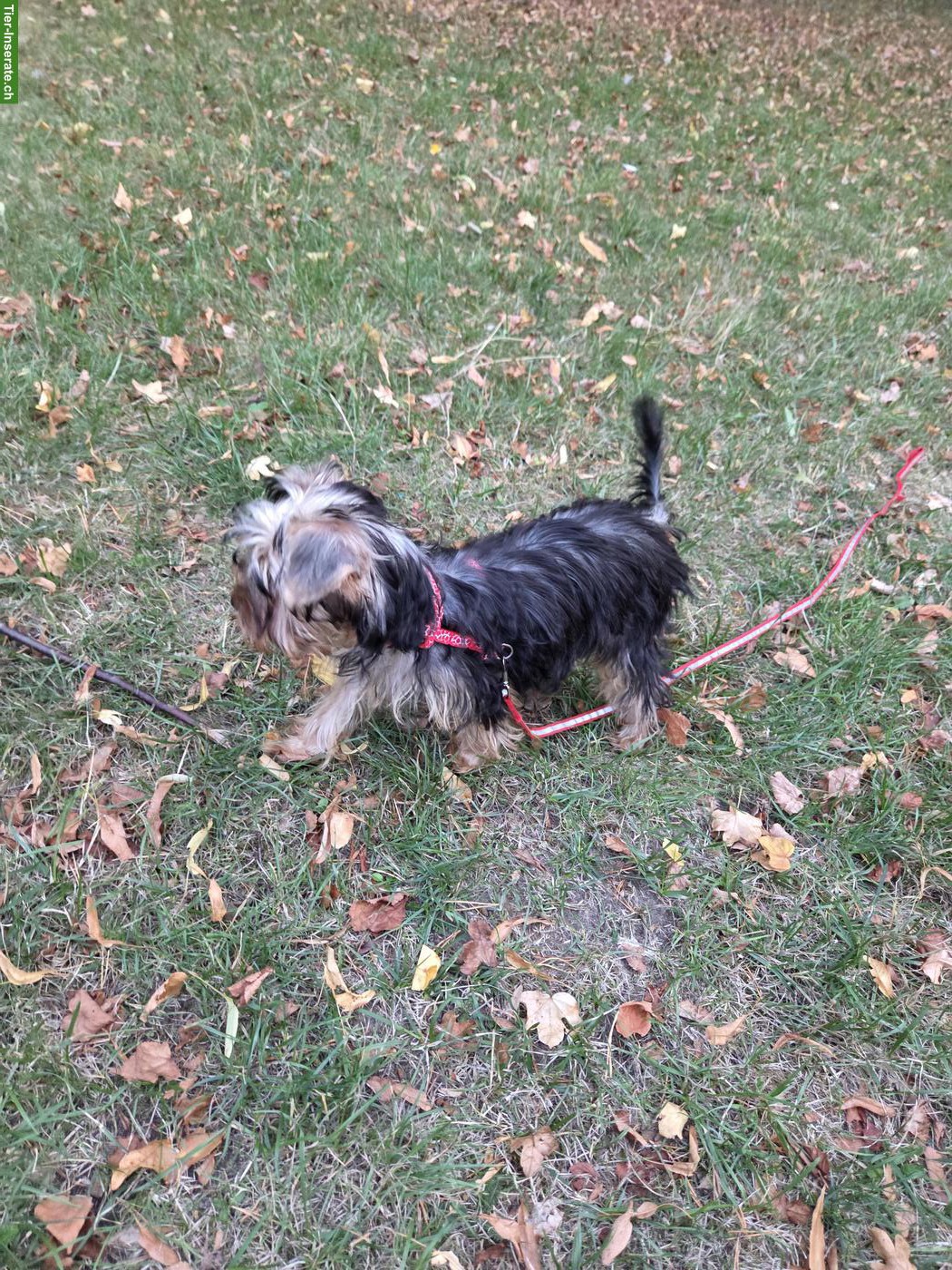 Bild 5: Yorkshire Terrier Welpe Chanel sucht neue Zuhause
