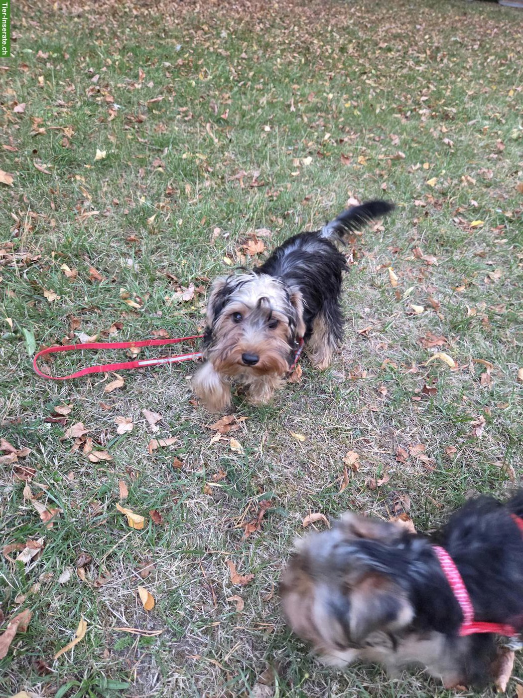 Bild 6: Yorkshire Terrier Welpe Chanel sucht neue Zuhause