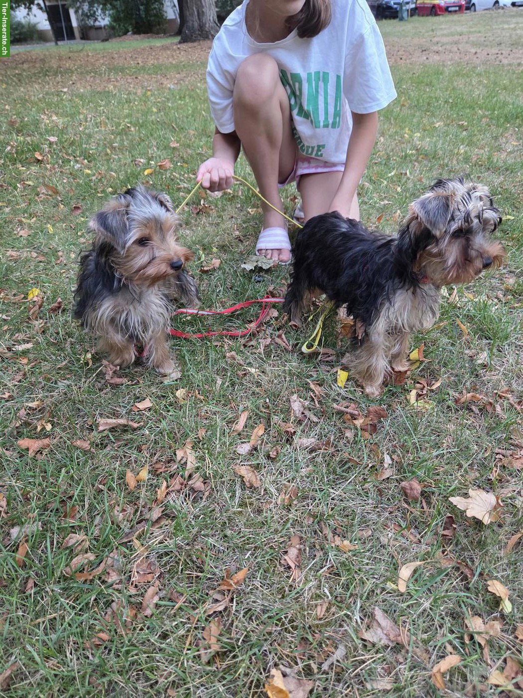 Bild 7: Yorkshire Terrier Welpe Chanel sucht neue Zuhause