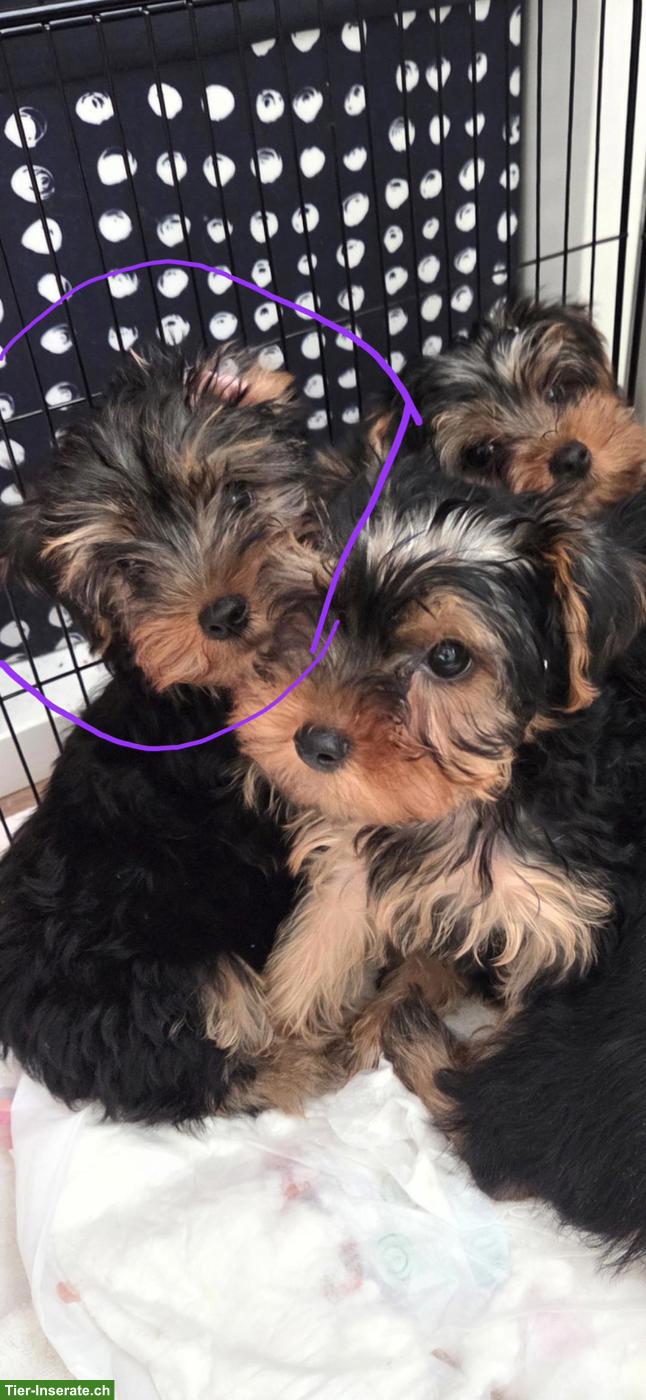 Bild 8: Yorkshire Terrier Welpe Chanel sucht neue Zuhause