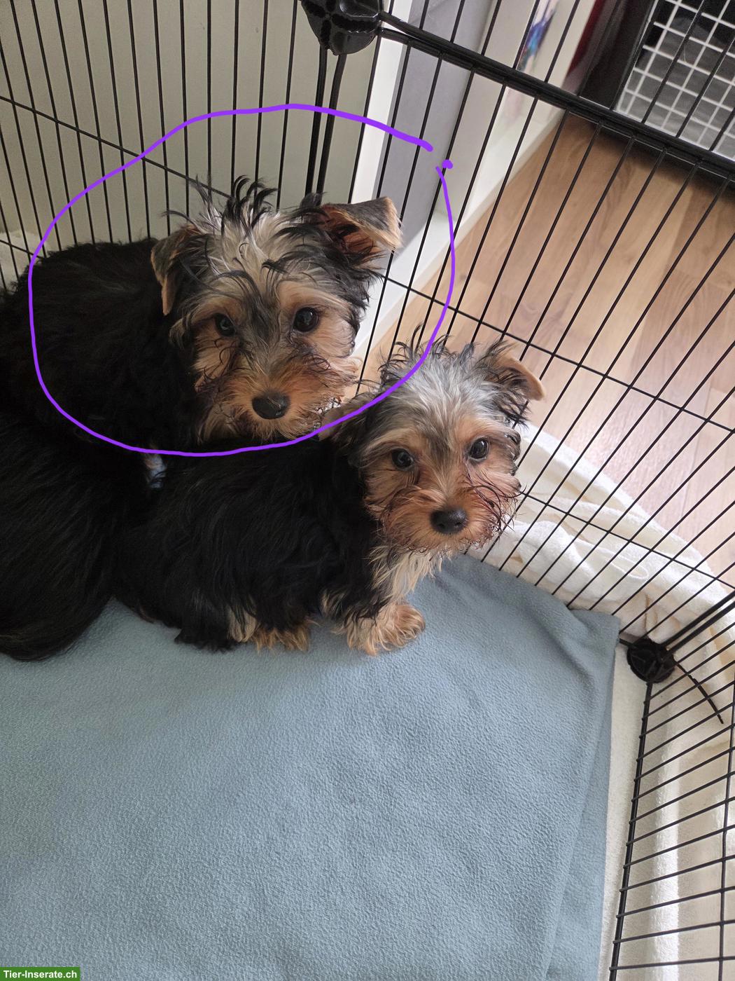Bild 9: Yorkshire Terrier Welpe Chanel sucht neue Zuhause