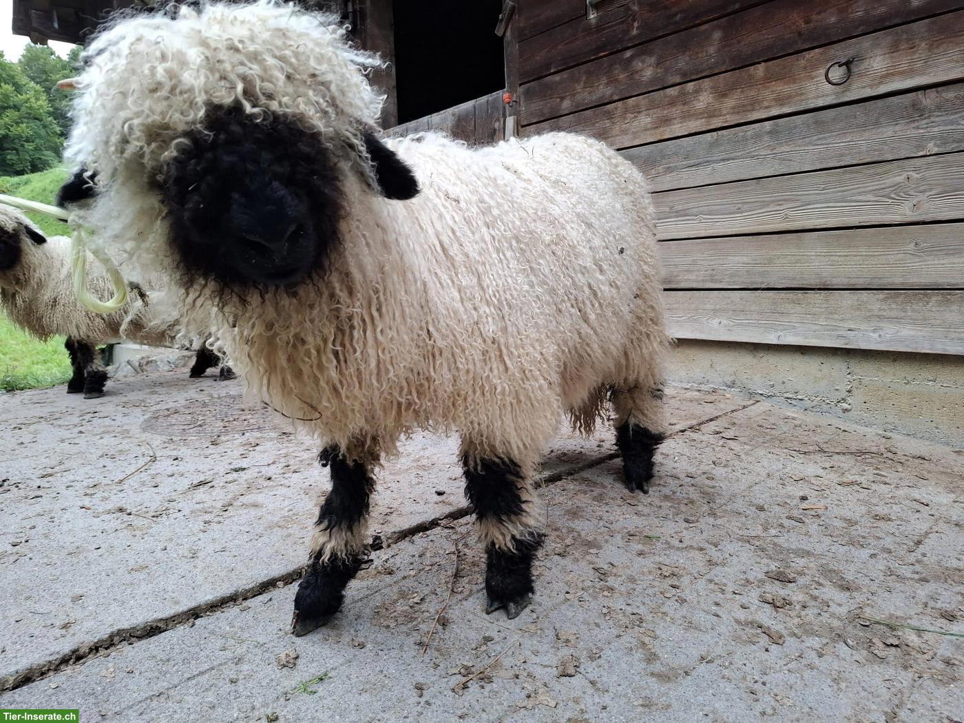 Walliser Schwarznasenschaf Lämmer, weiblich