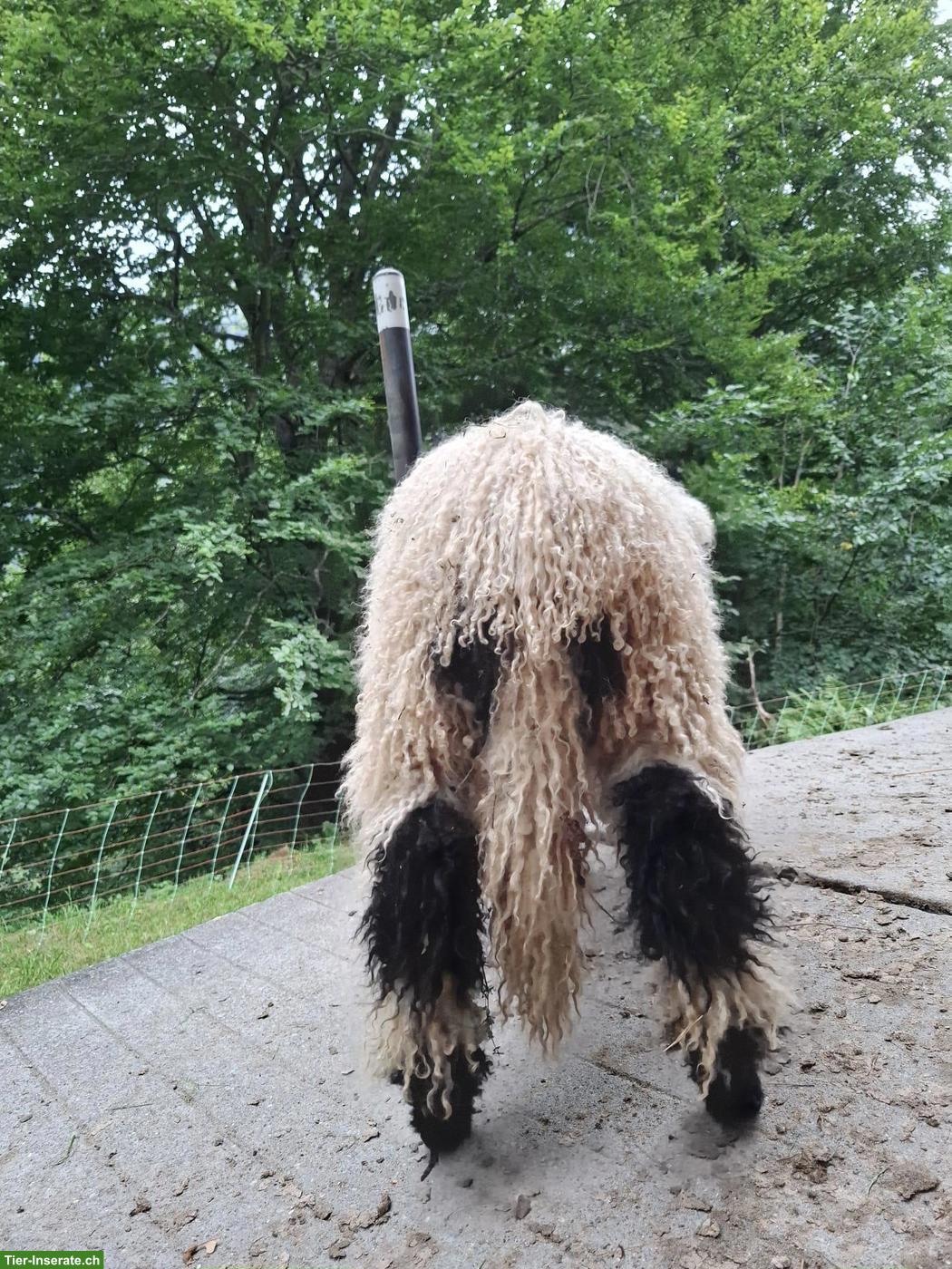 Bild 3: Walliser Schwarznasenschaf Lämmer, weiblich