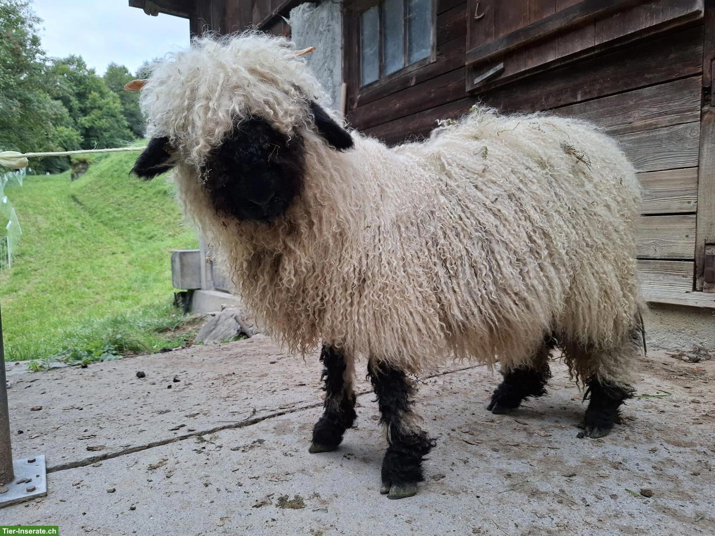 Bild 5: Walliser Schwarznasenschaf Lämmer, weiblich