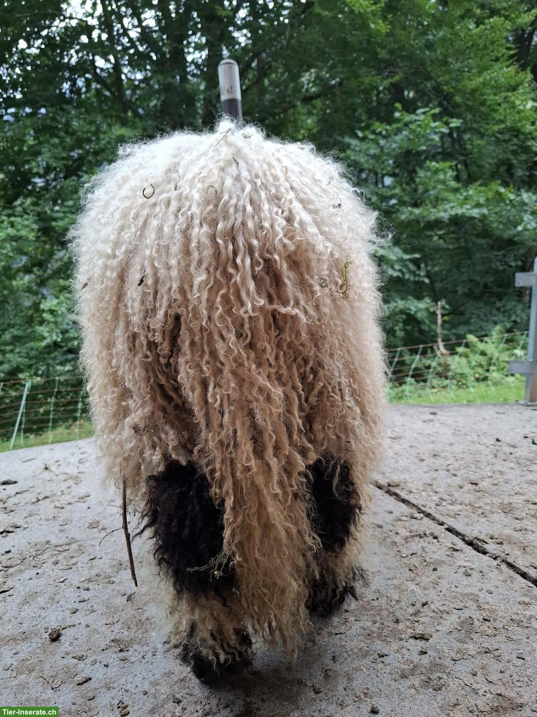 Bild 6: Walliser Schwarznasenschaf Lämmer, weiblich
