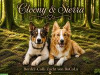 Border Collie Welpen mit Stammbaum