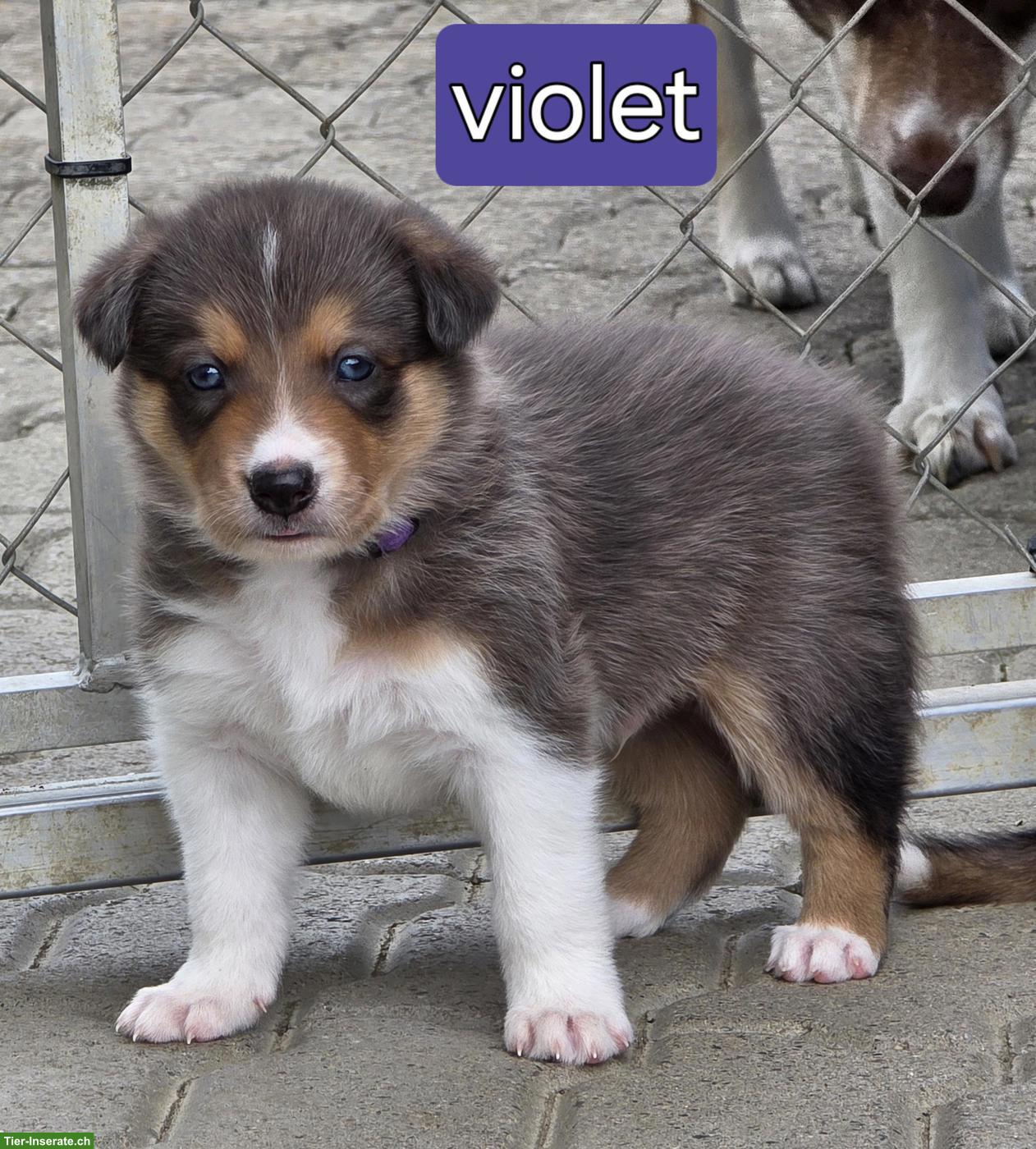 Bild 2: Border Collie Welpen mit Stammbaum