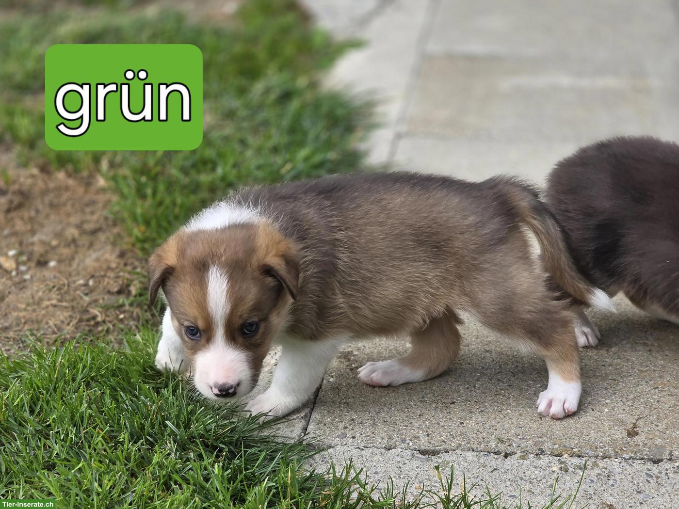 Bild 3: Border Collie Welpen mit Stammbaum