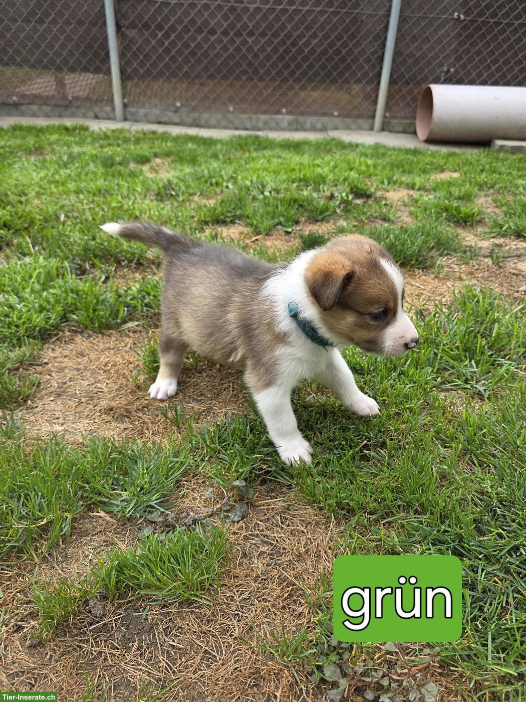 Bild 5: Border Collie Welpen mit Stammbaum