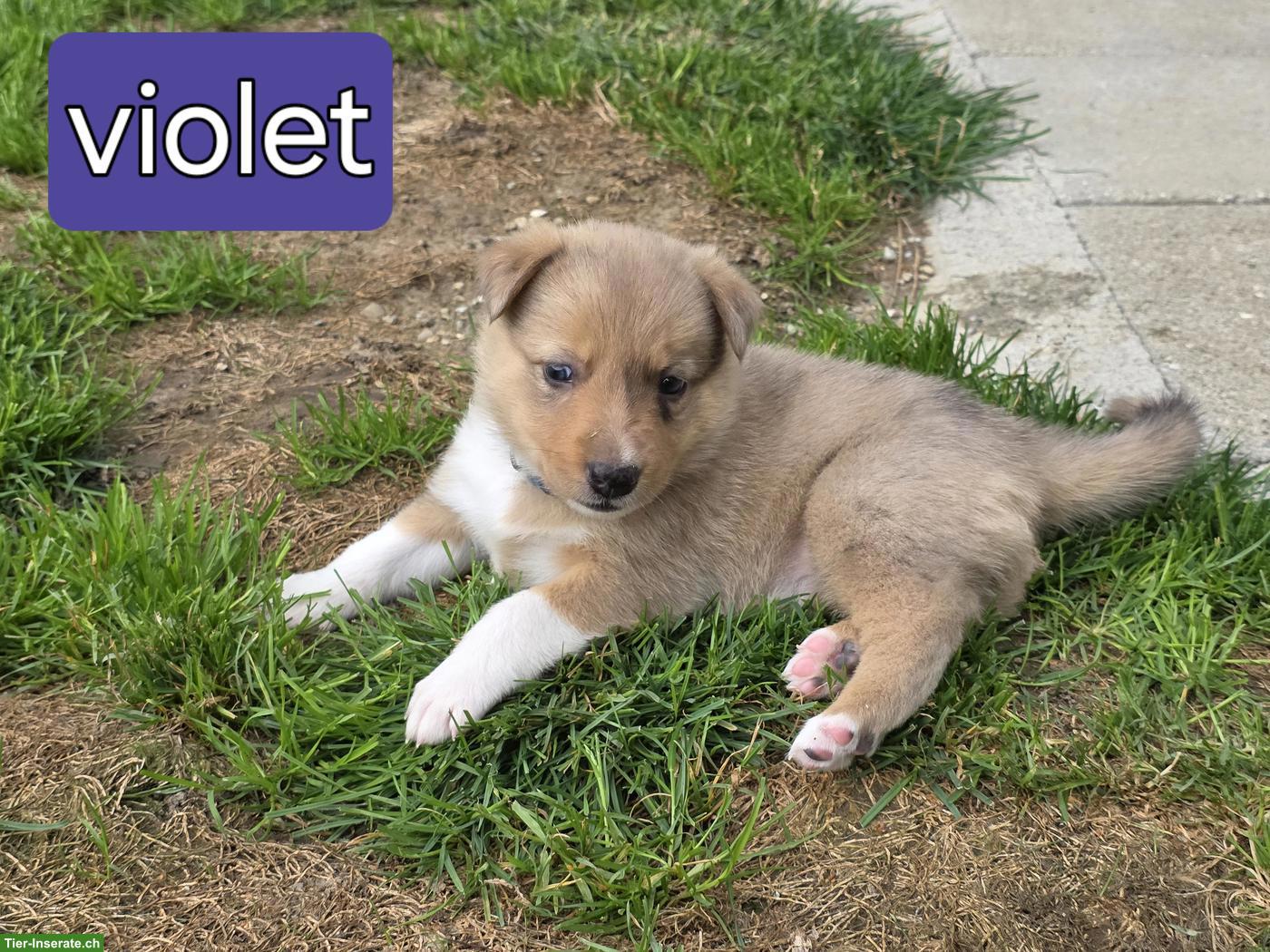 Bild 6: Border Collie Welpen mit Stammbaum