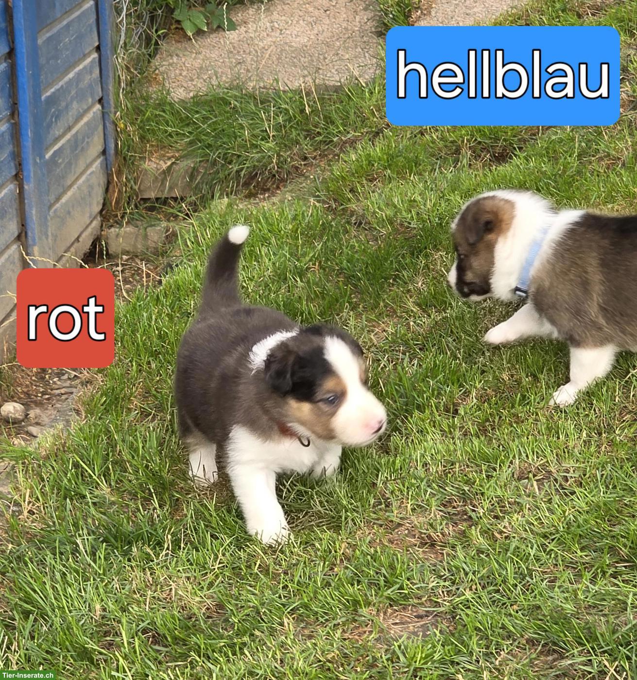 Bild 7: Border Collie Welpen mit Stammbaum