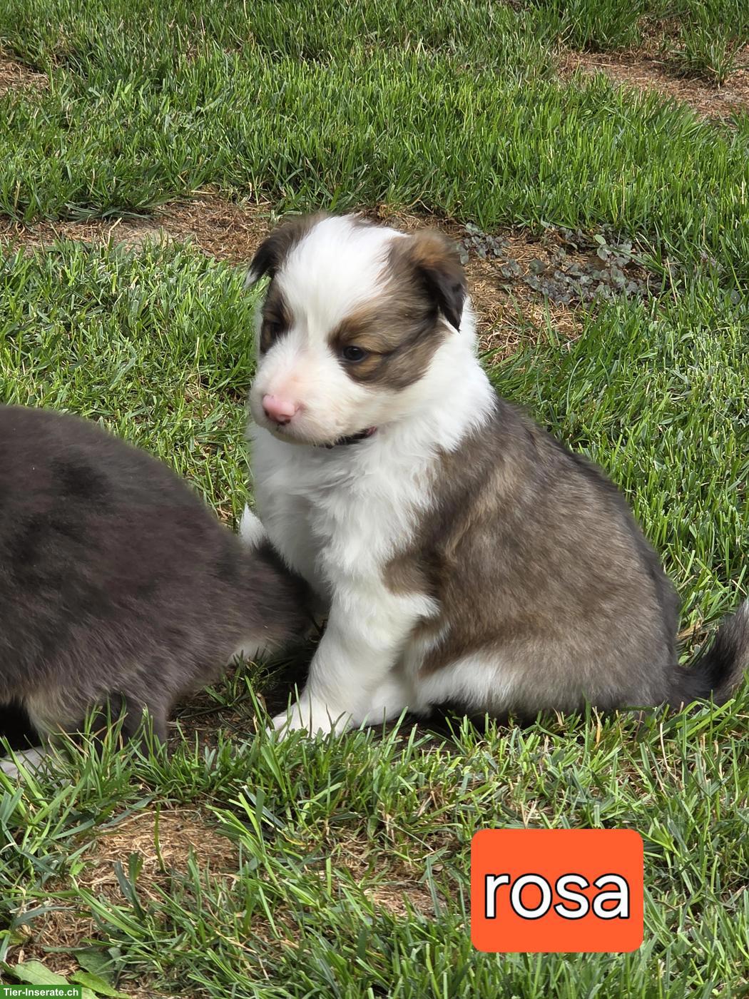 Bild 9: Border Collie Welpen mit Stammbaum