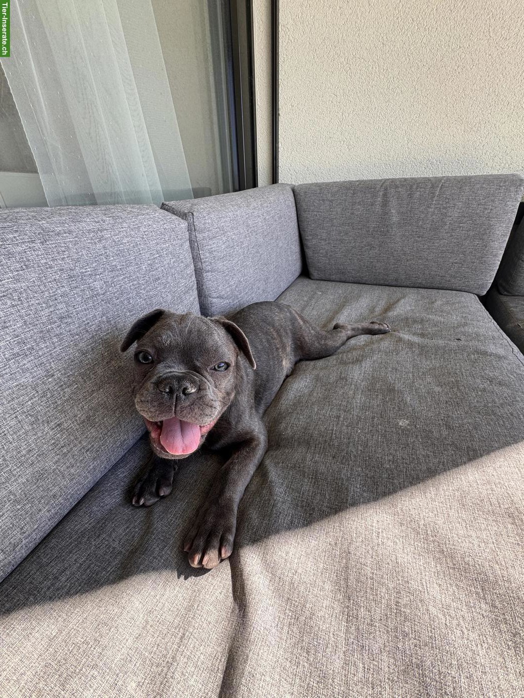 Französischer Bulldogge Welpe, Rüde