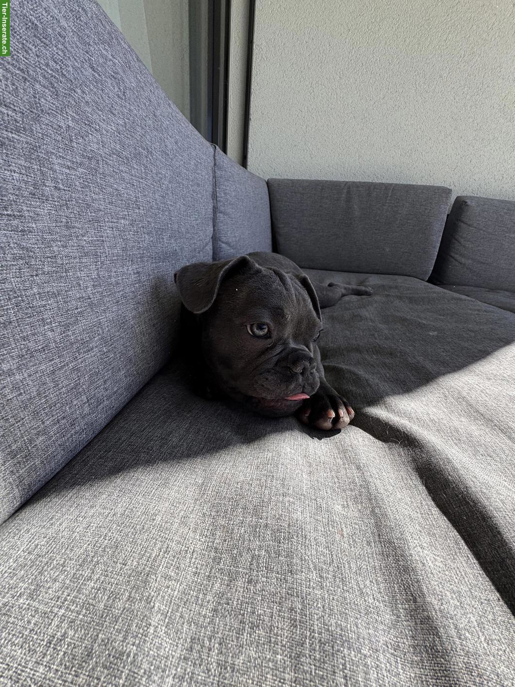 Bild 2: Französischer Bulldogge Welpe, Rüde